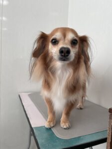 レンくんのトリミング写真