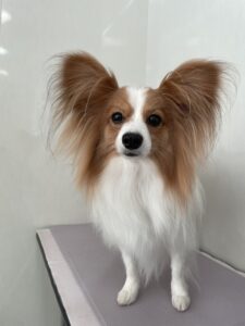 そらくんのトリミング写真