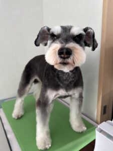 カイくんのトリミング写真