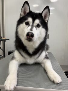 ラムくんのトリミング写真