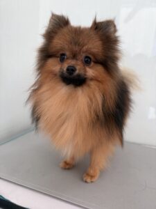 ある太くんのトリミング写真