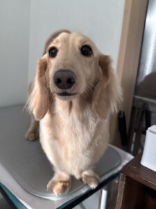 メイくんのトリミング写真