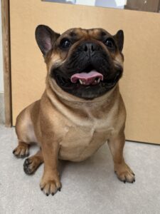 キングくんのトリミング写真