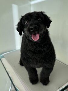 チョコクッキーくんのトリミング写真