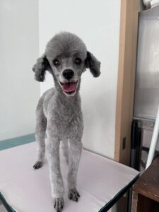 伍音(いお)ちゃんのトリミング写真