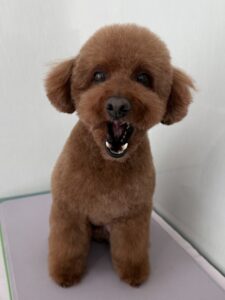 １月１８日のわんこたちの写真