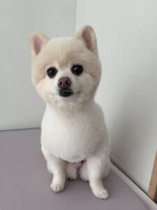 ぽこくんのトリミング写真