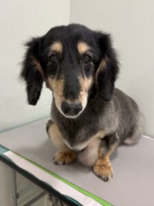 サスケくんのトリミング写真