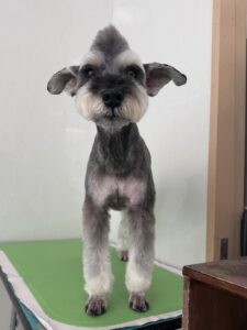 １月１９日のわんこたちの写真