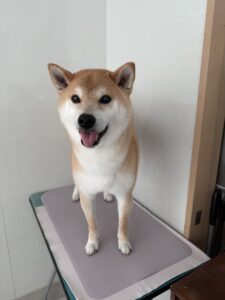 タロくんのトリミング写真