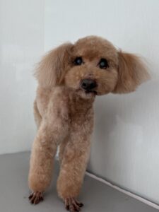 １月２４日のわんこたちの写真