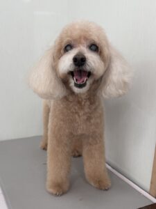 ショコラちゃんのトリミング写真