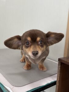 ミロくんのトリミング写真