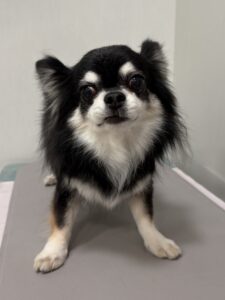 ココアくんのトリミング写真