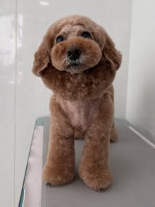 １月２５日のわんこたちの写真