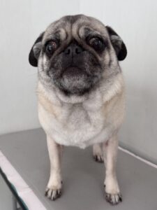 エマちゃんのトリミング写真