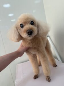 マリンちゃんのトリミング写真