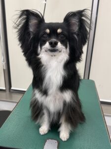 レナちゃんのトリミング写真