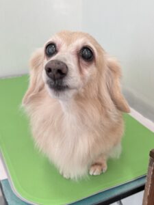 １月２６日のわんこたちの写真