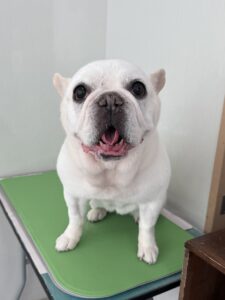 まるちゃんのトリミング写真