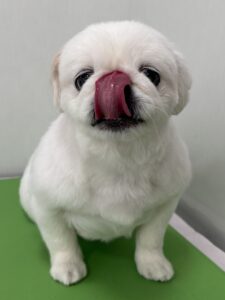 ペコちゃんのトリミング写真