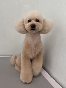 １月２８日のわんこたちの写真