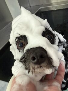 NICO(にこ)くんのトリミング写真