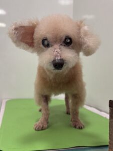 フランくんのトリミング写真