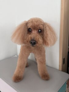 リオくんのトリミング写真