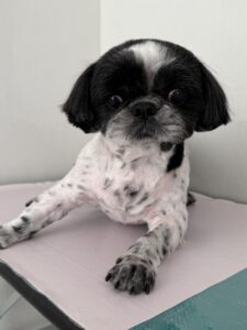 むくくんのトリミング写真