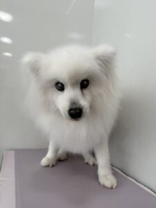 優(ゆう)ちゃんのトリミング写真