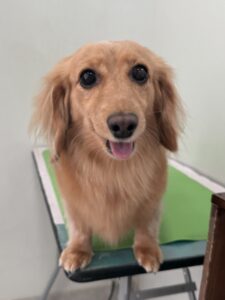 はなちゃんのトリミング写真