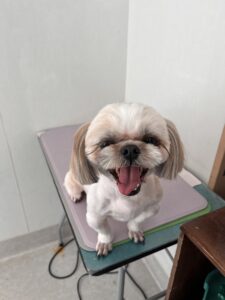 2月3日のわんこたちの写真