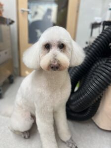 アルルちゃんのトリミング写真