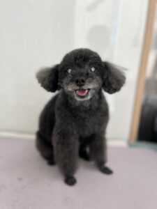 あんこくんのトリミング写真