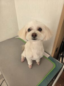 あんずちゃんのトリミング写真