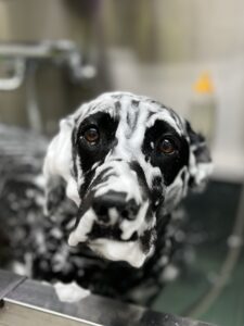 あんちゃんのトリミング写真