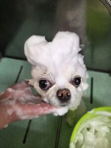 おとちゃんのトリミング写真