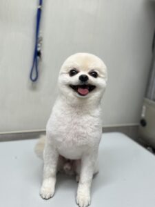 おもちくんのトリミング写真