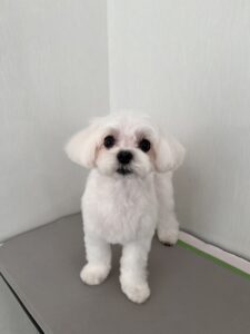 おもちくんのトリミング写真