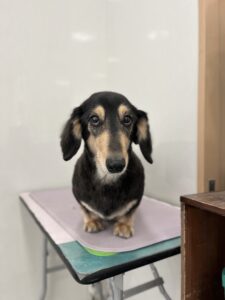 くうがくんのトリミング写真