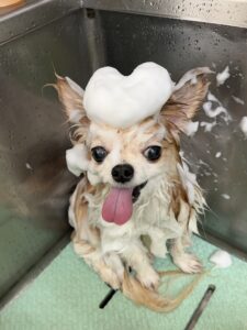 くうくんのトリミング写真