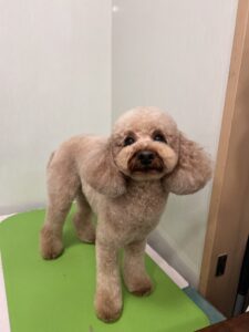 空太(くうた)くんのトリミング写真