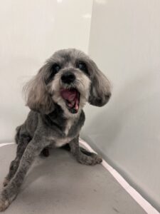 クリンくんのトリミング写真