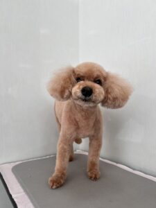 ココアちゃんのトリミング写真