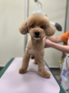 ココくんのトリミング写真