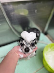 ココルちゃんのトリミング写真