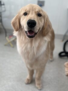 小夏(こなつ)ちゃんのトリミング写真