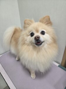 小夏(こなつ)ちゃんのトリミング写真