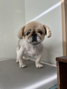 こむぎくんのトリミング写真